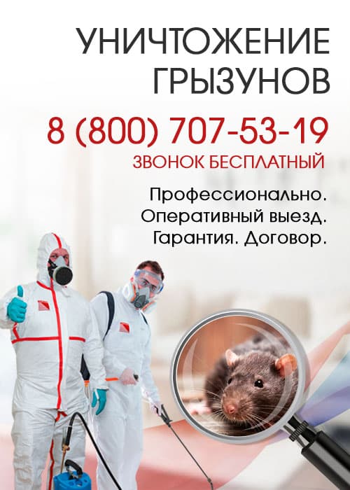 Уничтожение крыс в Климовске