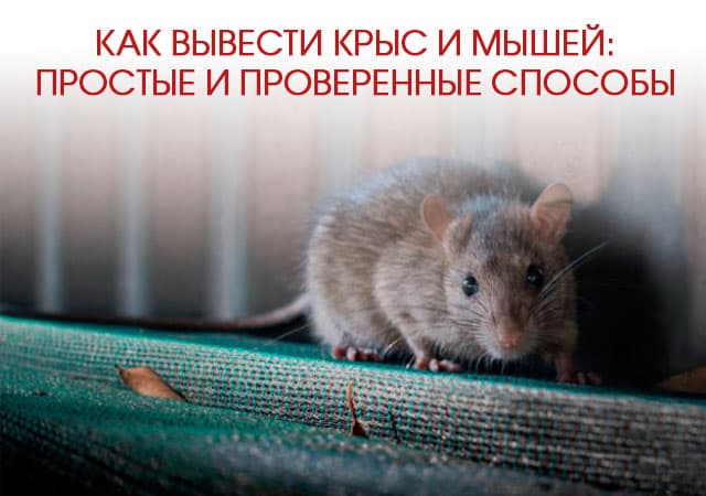 Как вывести крыс и мышей в Климовске: простые и проверенные способы