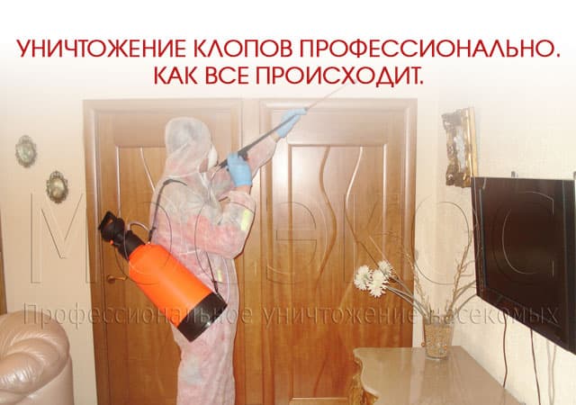 Уничтожение клопов профессионально в Климовске