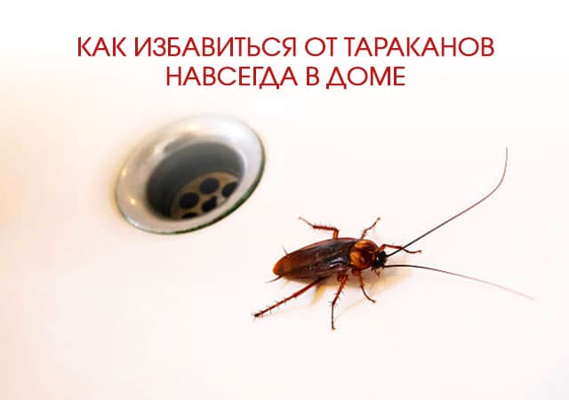 Как избавиться от тараканов в доме в Климовске