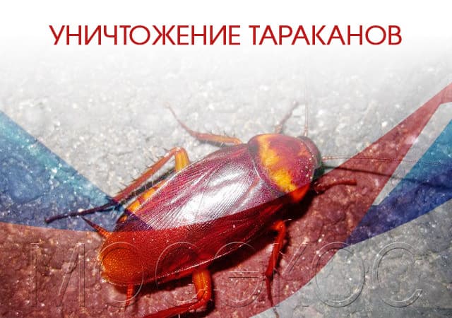 Уничтожение тараканов в Климовске