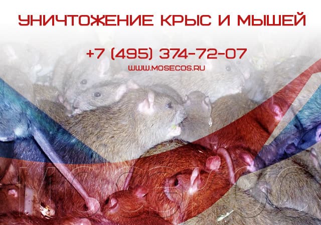 Уничтожение крыс и мышей в Климовске