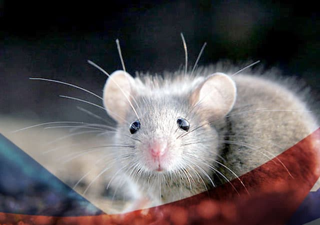 Уничтожение мышей в Климовске