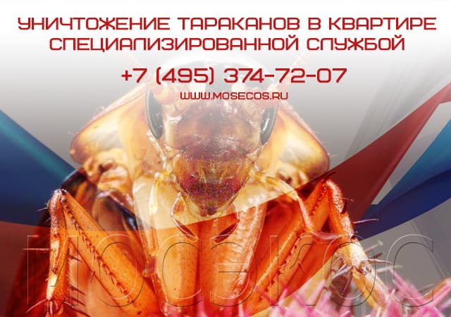 Уничтожение тараканов специализированной службой в Климовске